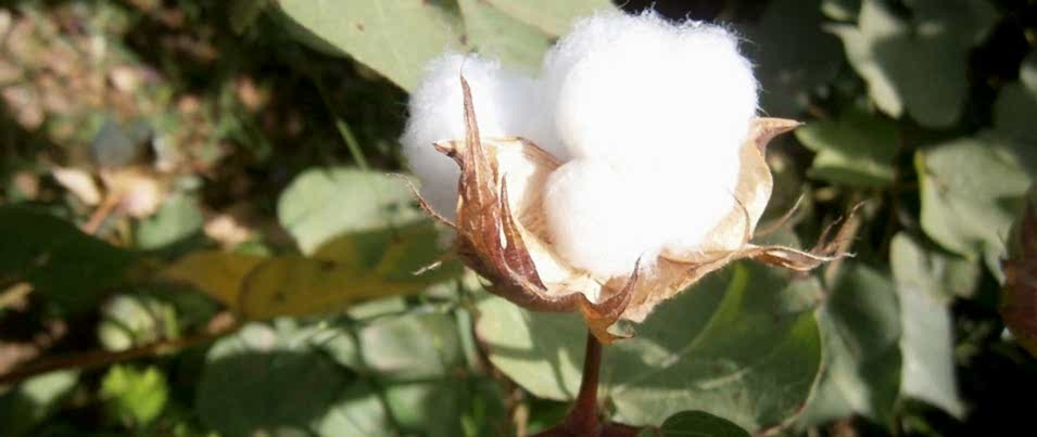 organic clothing manufacturer, organic cotton baby clothes manufacturer, organic cotton clothing manufacturer, organic cotton fabric turkey, organic baby clothes manufacturers